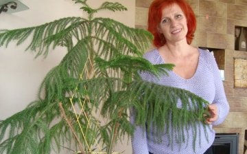 Basic rules for caring for an evergreen plant