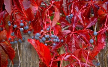 Caring for a decorative vine