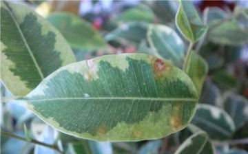 Ficus Benjamin diseases