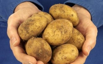 كيفية اختيار صنف البطاطس