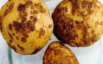 نيماتودا البطاطس