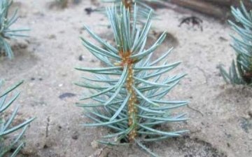 Planting and caring for blue spruce