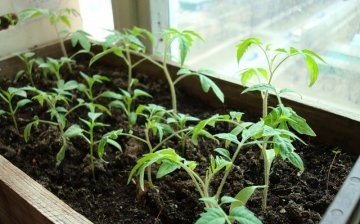 Growing conditions for seedlings: temperature, humidity and lighting
