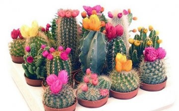 Klasifikace kaktusů
