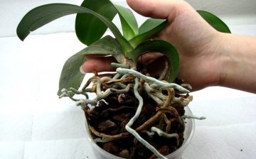Transplanting an orchid