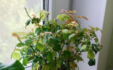Diseases and pests of the rose