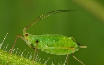 Pests, their signs and control of them