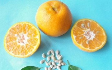 Cum să crești o mandarină dintr-o sămânță?