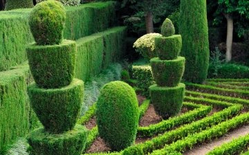 What plants are suitable for creating topiary forms