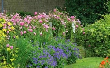 The use of geranium in garden design