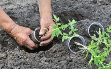 Kada i kako presaditi rajčicu u zemlju?