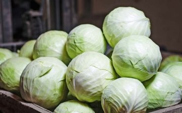 Harvesting and storage methods for cabbage