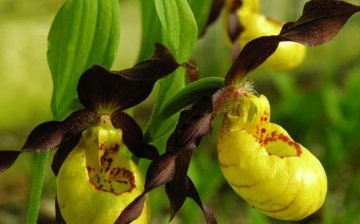 Orchid lady's slipper