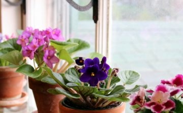The best varieties of violets, their features