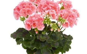 The use of geranium in everyday life