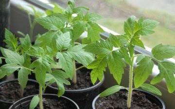 Features of seedling care before planting in the ground