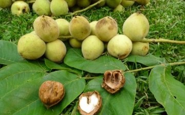 Nemoci a škůdci manchurianského ořechu
