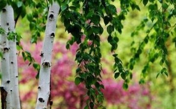 Péče o stromy a opětovná výsadba