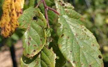 Pests and diseases