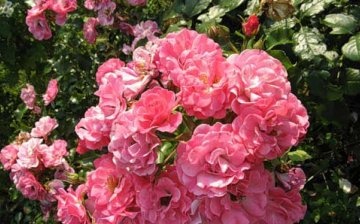 Istoria trandafirilor de grădină
