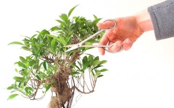 Formarea coroanei și stilurile de bonsai