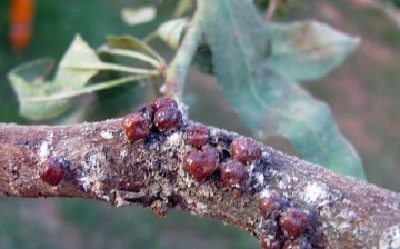 About diseases and pests of almonds, the fight against them