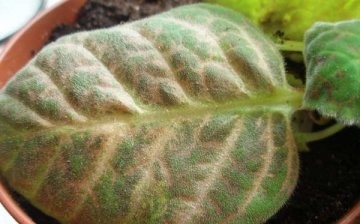 Boli ale plantelor și dăunători