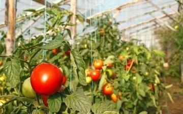 The best varieties for greenhouses