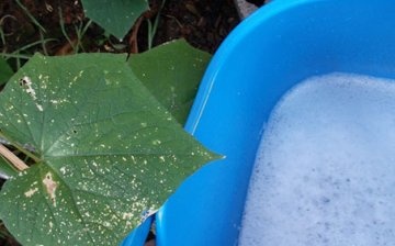 Soap solution against aphids
