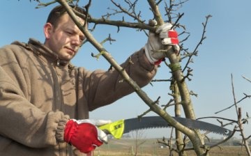 Ways to form the crown of a tree, pruning