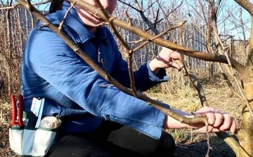 Spring pruning rules and timing