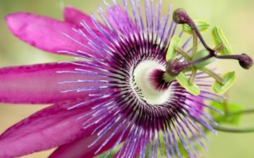 Pruning passionflower