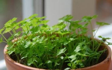 Parsley cultivation methods