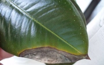 Ficus pests and diseases