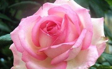 What are own-rooted roses and what are their advantages