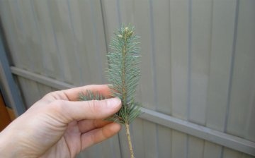 Growing blue spruce from cuttings