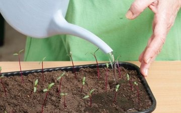 Planting beets through seedlings