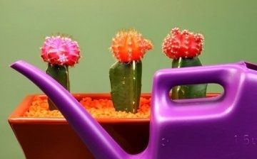 Cactus care
