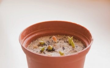 Plantarea semințelor de cactus