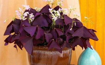 Rules for caring for oxalis at home
