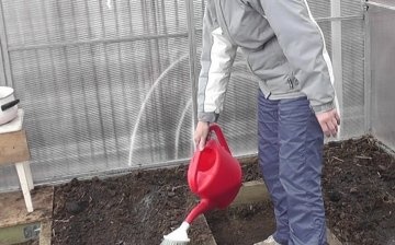 Metoda agrotehnică de dezinfecție a solului