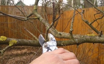 Rules and terms for autumn pruning