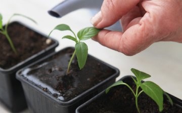 Pěstování sazenic