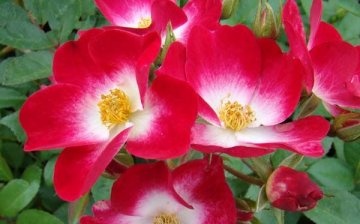 The origin of musk roses