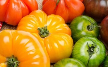 أصناف الطماطم متعددة الألوان