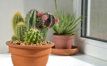 Growing cacti