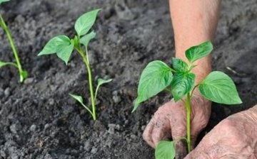 Presađivanje sadnica u zemlju