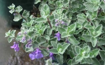 What can threaten the catnip and how to deal with it