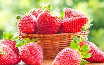 Benefits of growing berries by seeds