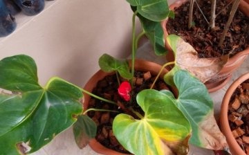 How to protect Anthurium from diseases and pests